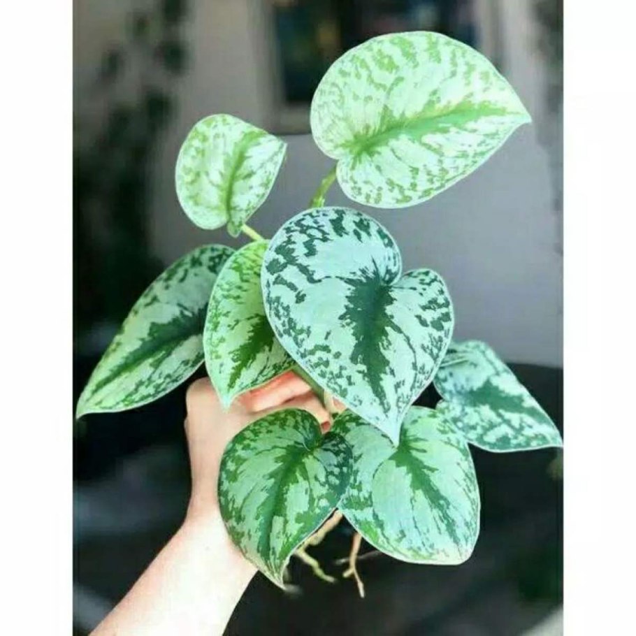 Мужегон сциндапсус