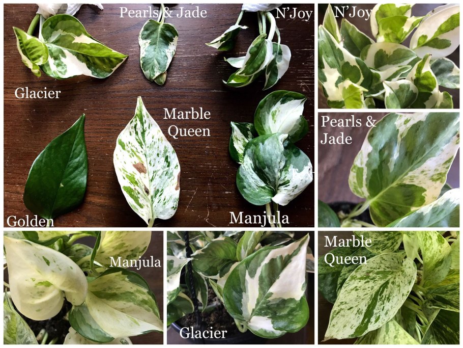 Эпипремнум Golden Pothos