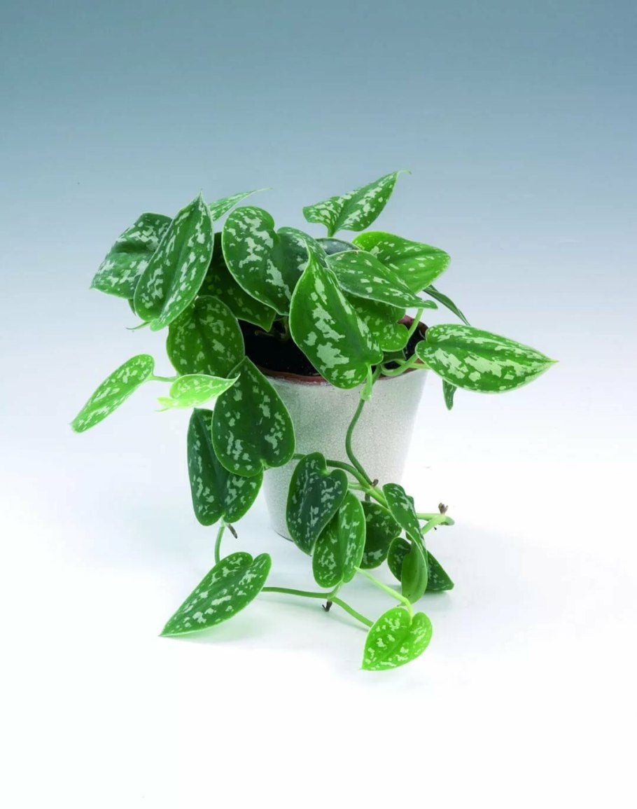 Сциндапсус Кобра