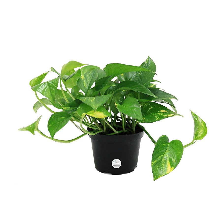 Эпипремнум Manjula