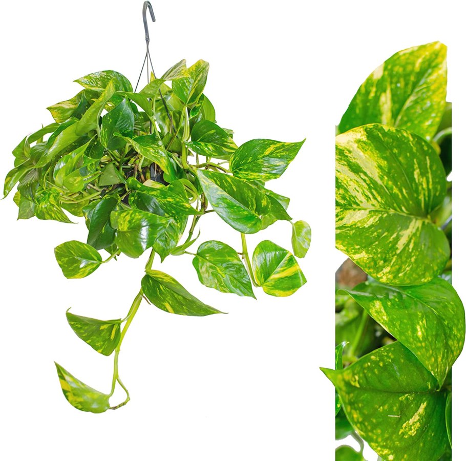 Сциндапсус пульхрум