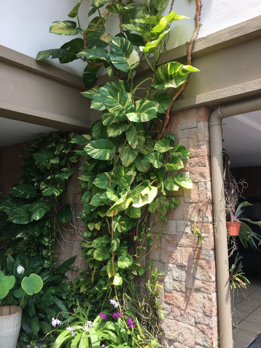 Эпипремнум традесканция