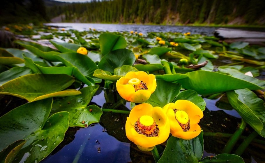 Кубышка жёлтая