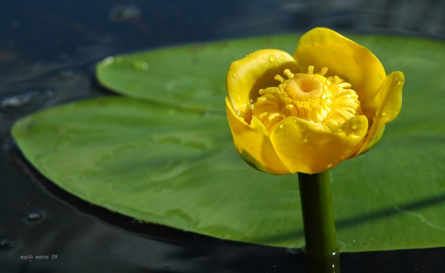 Кубышка желтая (Nuphar lutea)