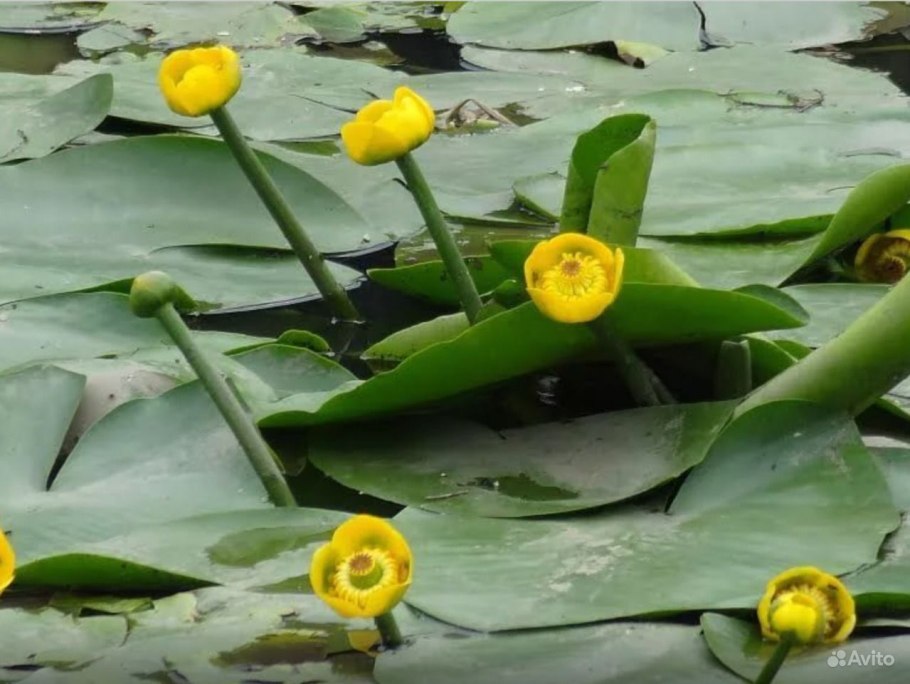 Чебоконец цветок