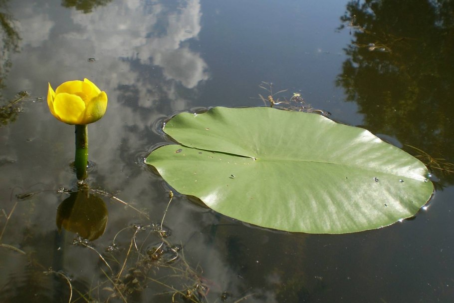 Кувшинка желтая кубышка