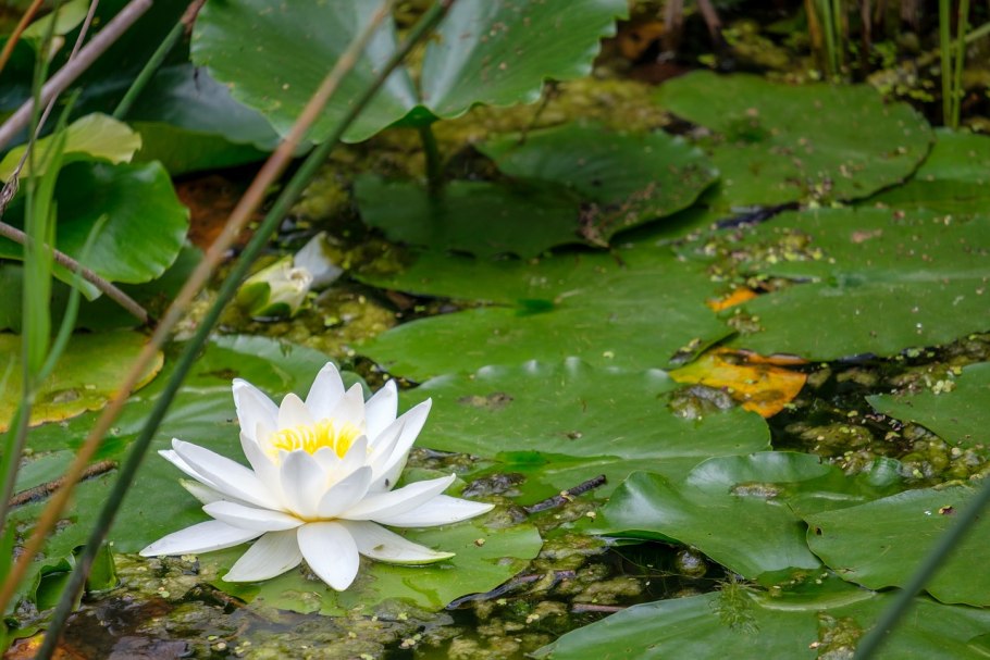 Кубышка гидатофит