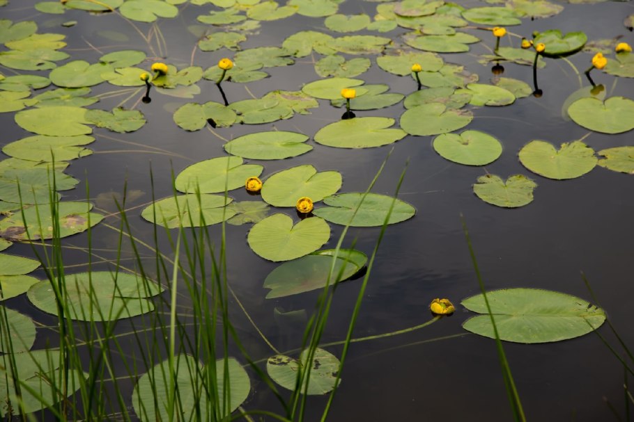 Желтая кувшинка Луговая