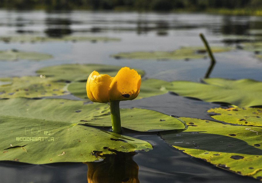 Кубышка малая
