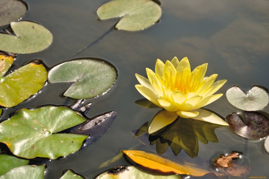 Нимфея Йеллоу Сенсейшн