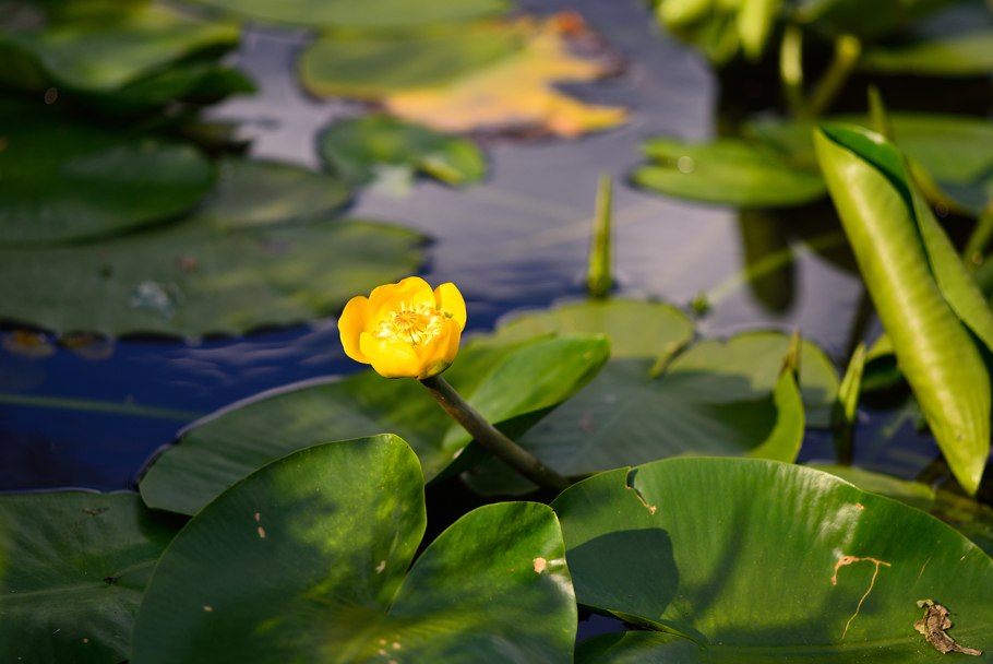 Кубышка японская красная