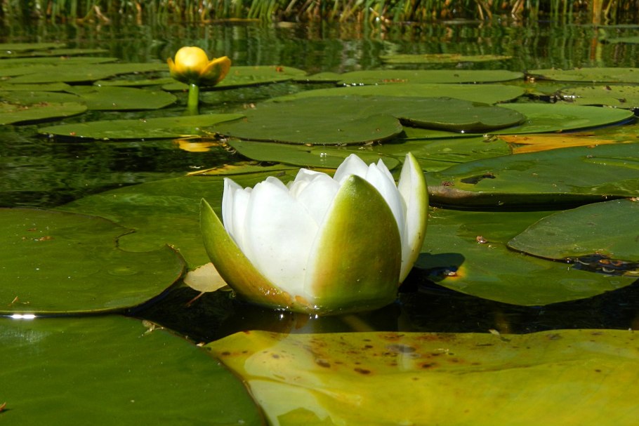 Кубышка лотоса