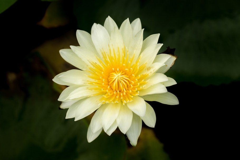 Кувшинка желтая кубышка