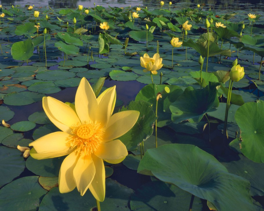 Кубышка малая кубышка малая