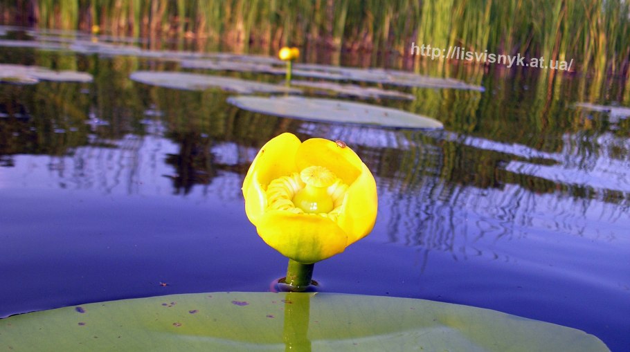 Кувшинка желтая кубышка