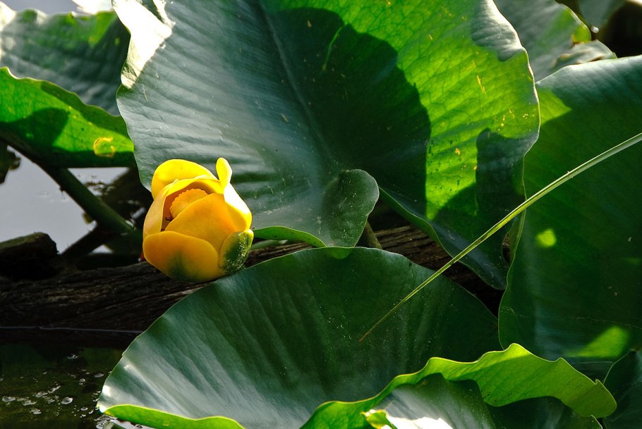 Кубышка японская Nuphar japonica