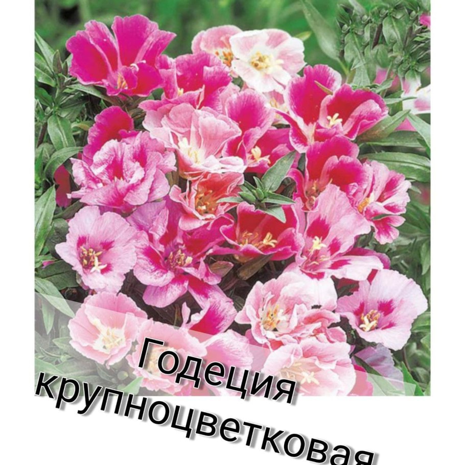 Годеция Монарх рассада