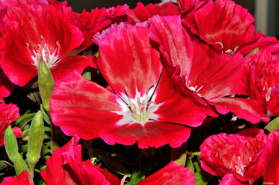 Цветок годеция летний рай