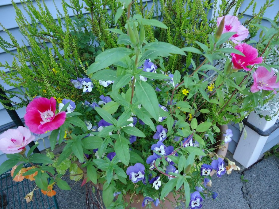 Гавриш годеция красавица