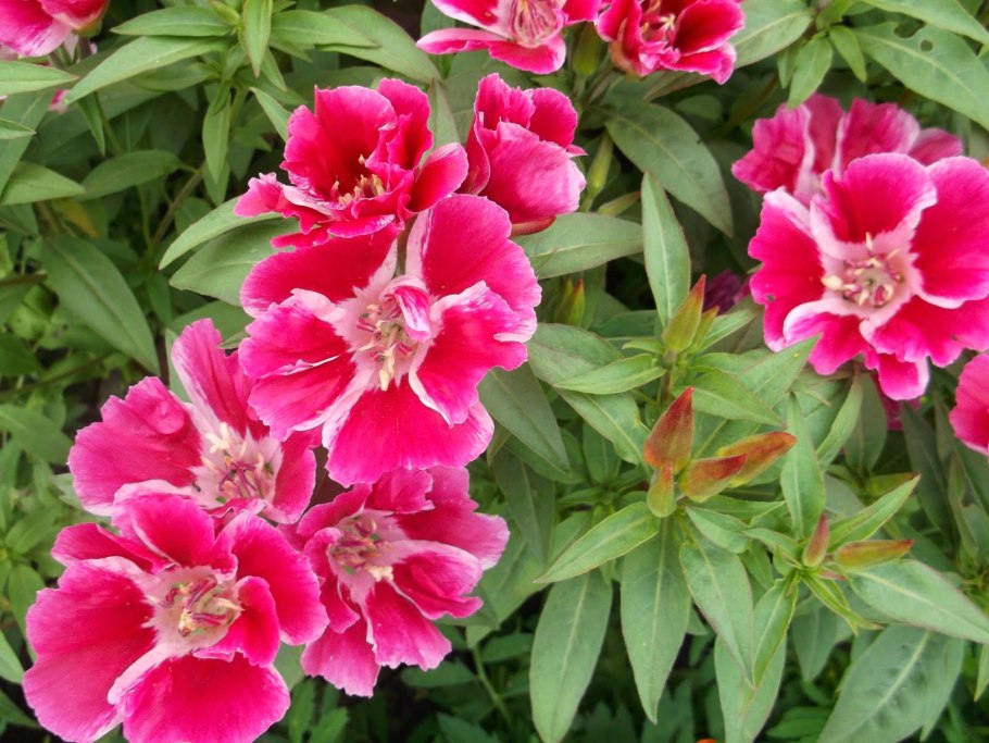 Годеция Сибил Шервуд