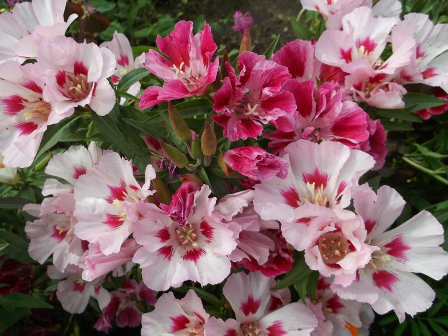 Годеция Рембрандт