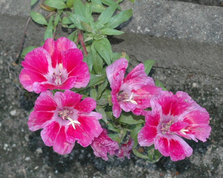 Годеция Каттлея махровая