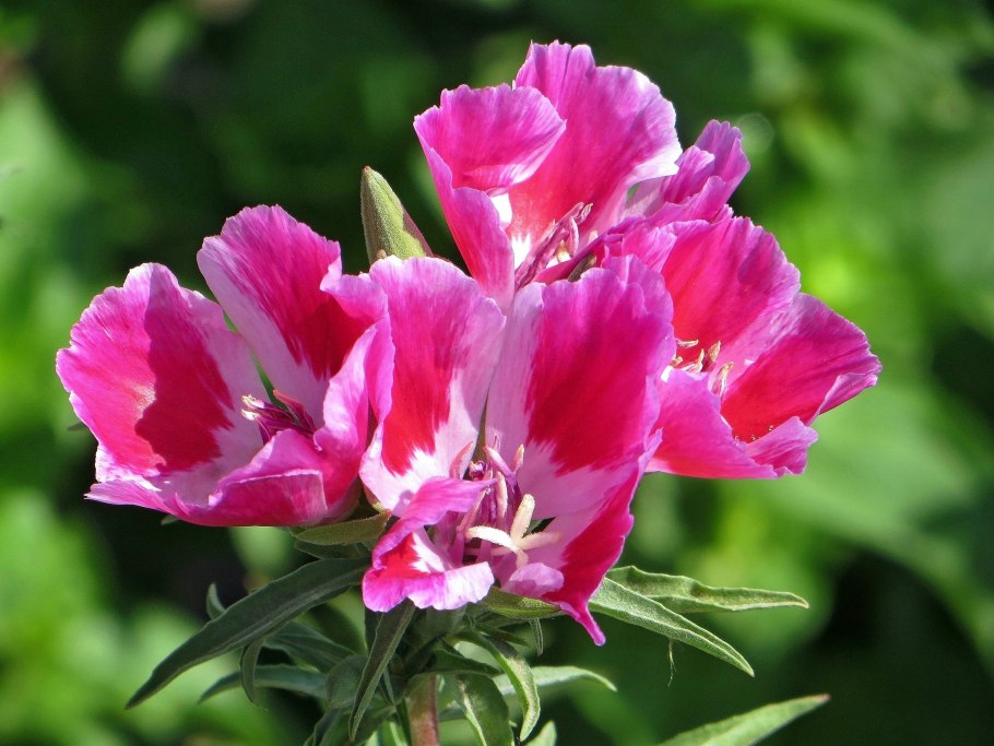 Однолетник кларкия изящная