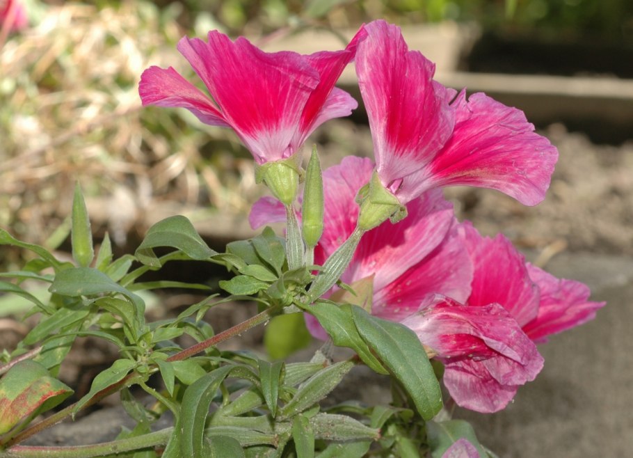 Годеция Монарх