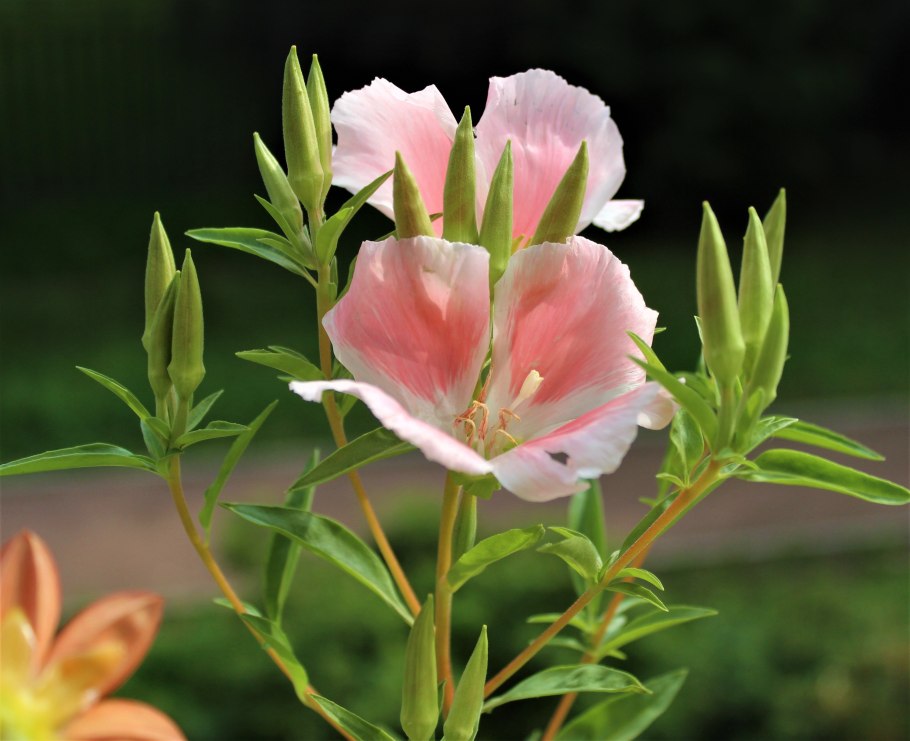 Годеция Рембрандт