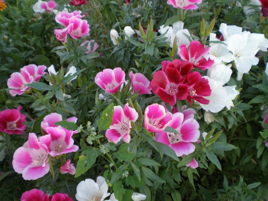 Годеция Рембрандт махровая