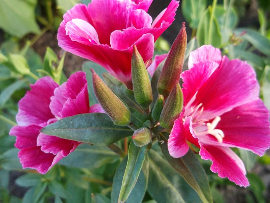 Цветы годеция Монарх