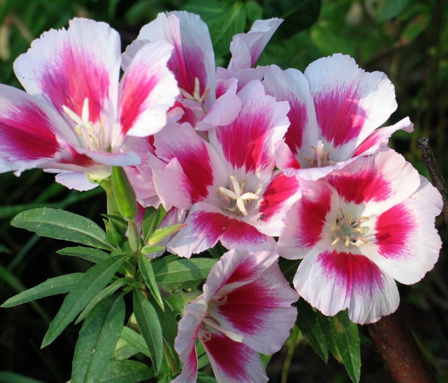 Годеция Рембрандт