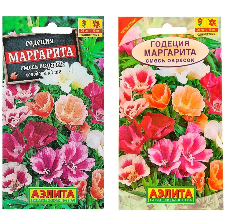 Годеция Рембрандт