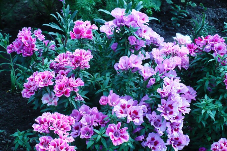 Деция крупноцветковая