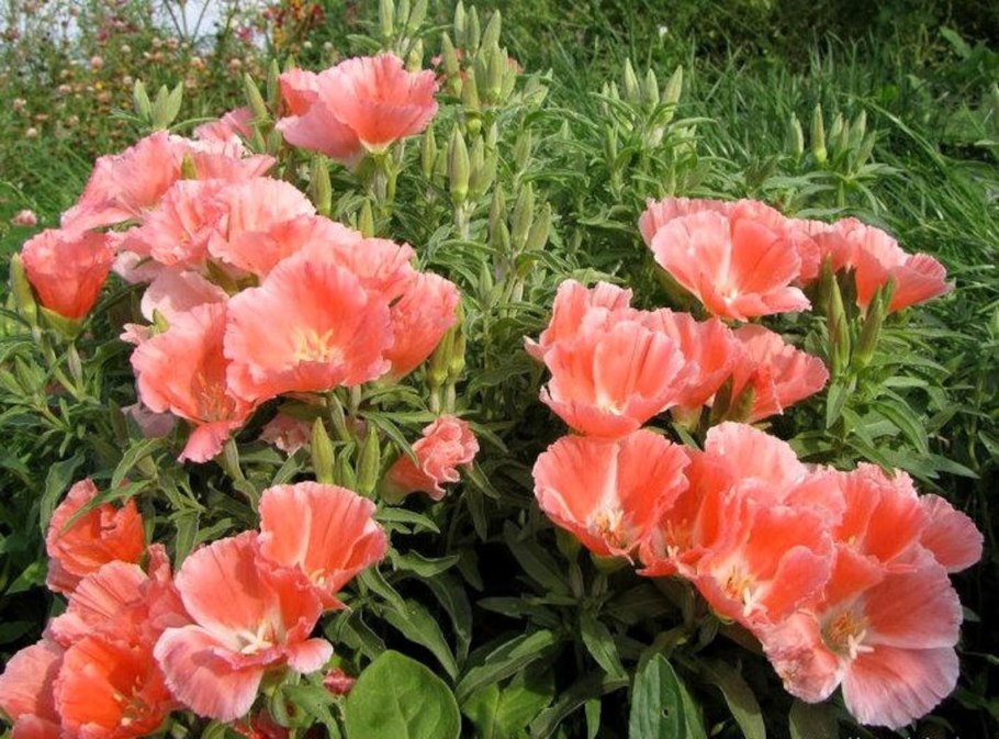 Годеция Метеор