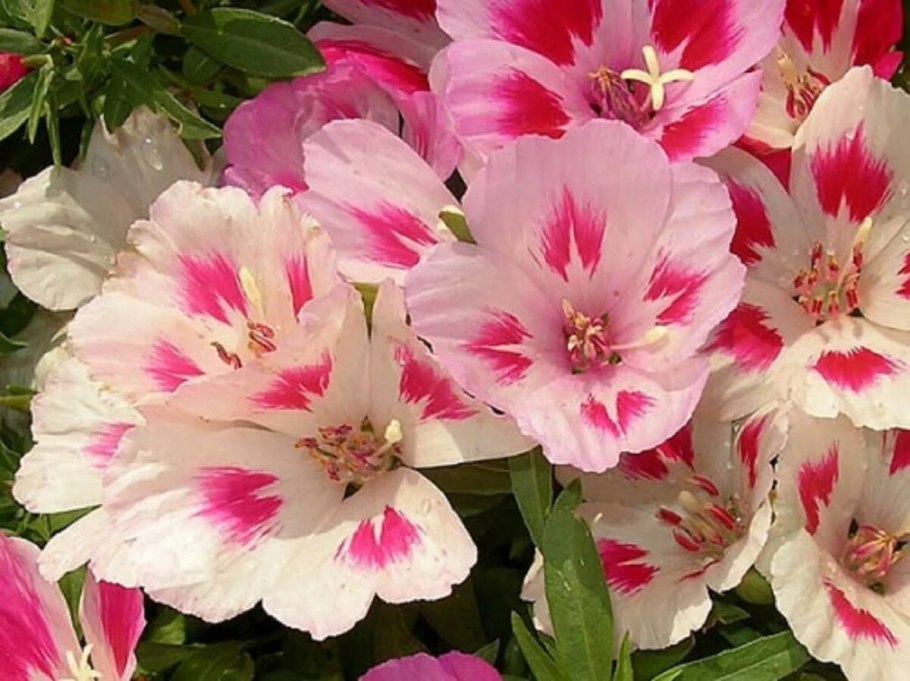 Семена Аэлита годеция азалиецветковая смесь 0,3г