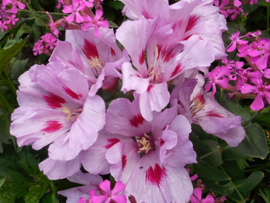 Годеция Рембрандт