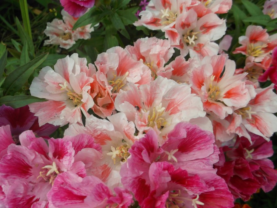 Цветы годеция Монарх