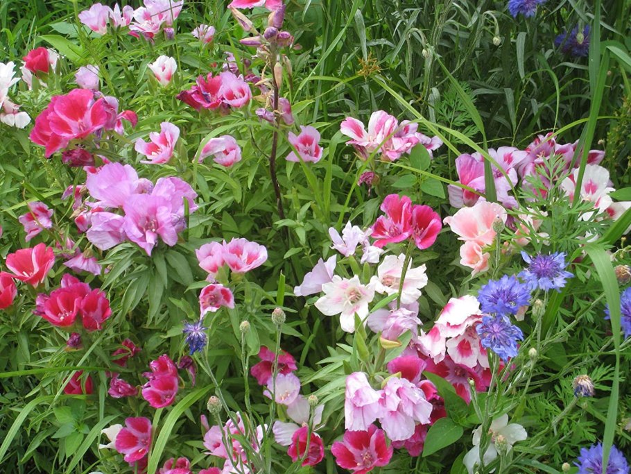 Годеция Маргарита смесь окрасок Аэлита