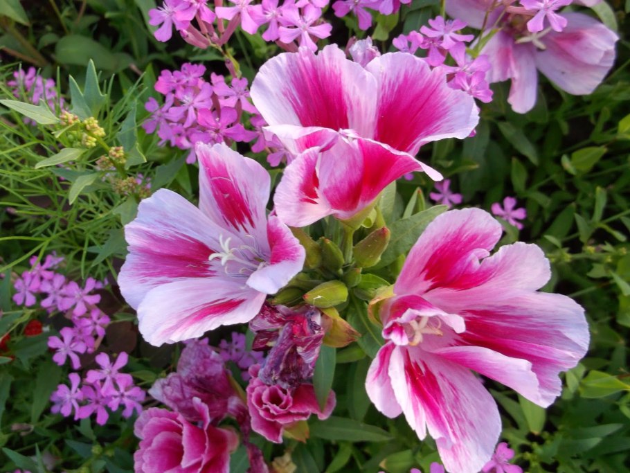 Цветы годеция