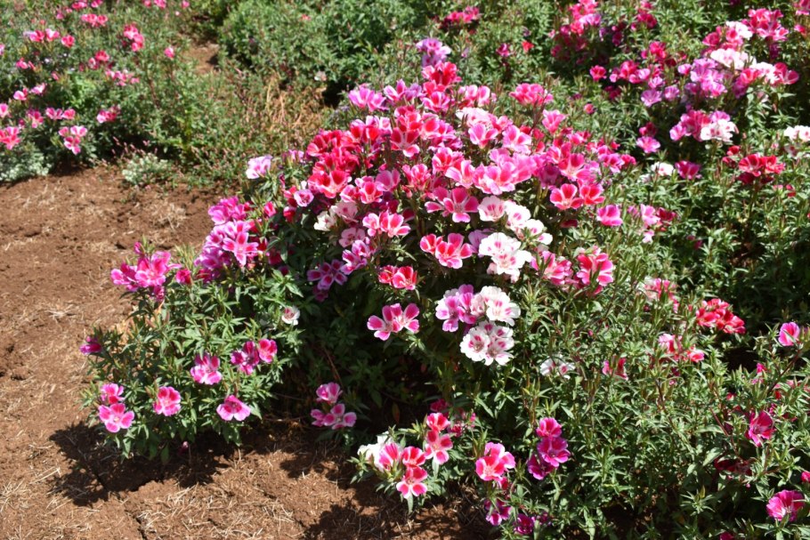 Цветы с розовыми цветами садовые годеция