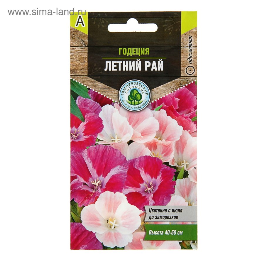 Годеция крупноцветковая Метеор