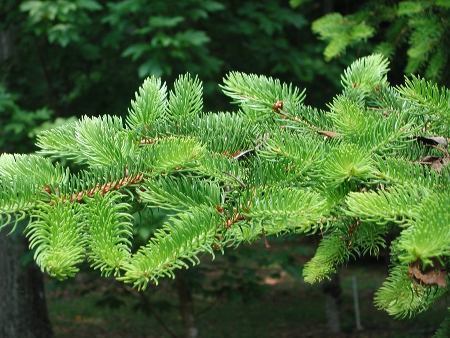 Шишки хвойных деревьев атлас определитель