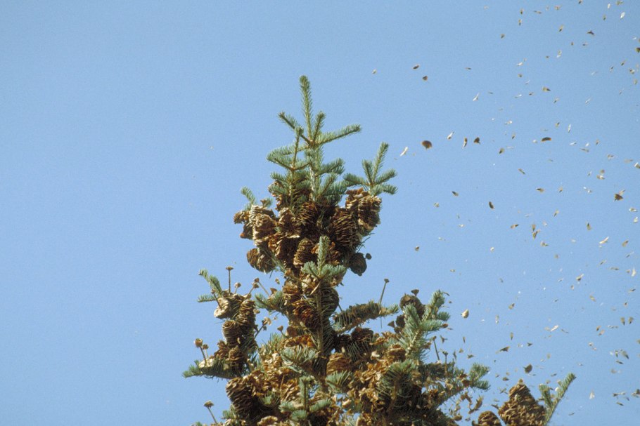 Кедр Пиния шишки