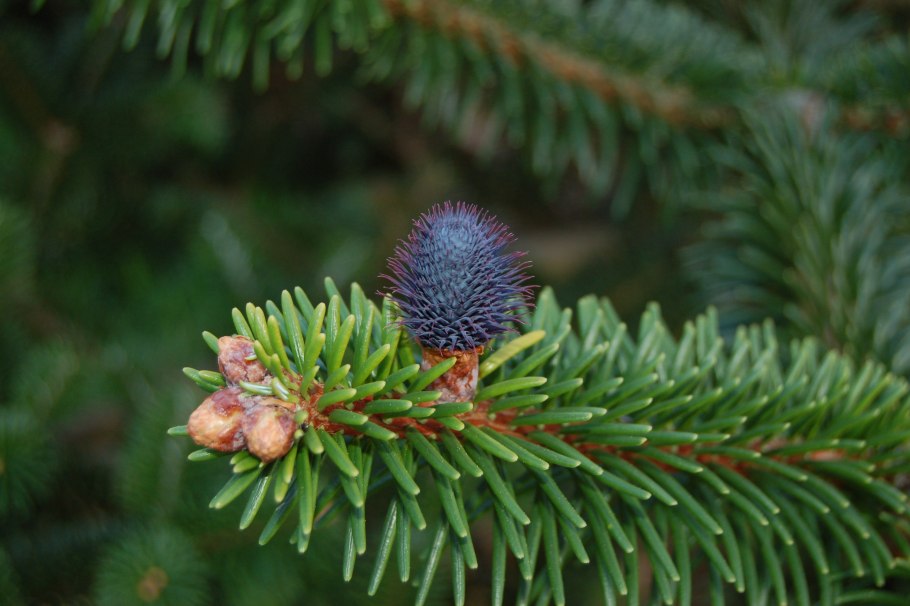 Пихта Абиес бальзамическая Нана