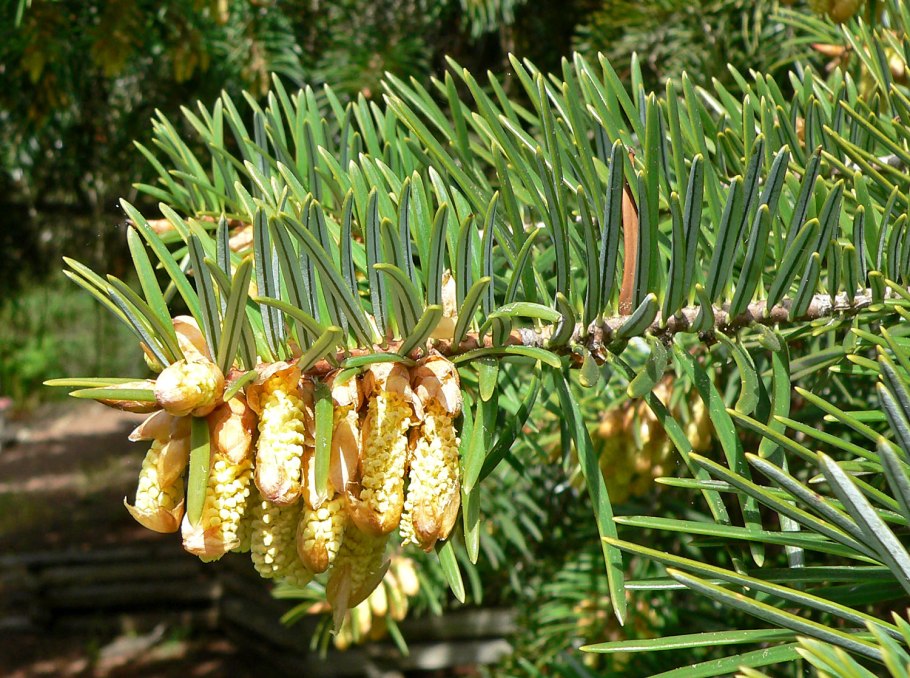 Abies sibirica – пихта Сибирская почки
