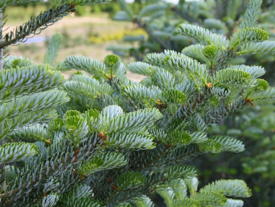 Цикл развития сосны обыкновенной схема