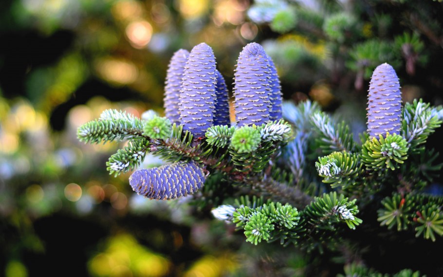 Черенкование пихты корейской