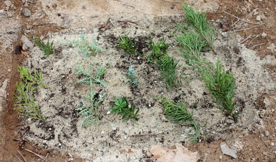 Описание хвойных деревьев