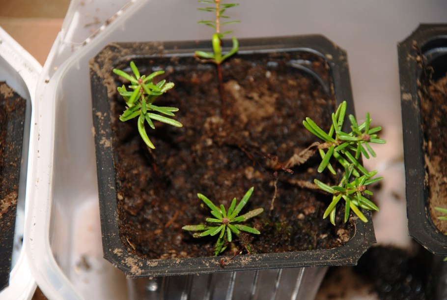 Сеянцы туи пихты